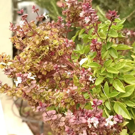 Apartment Seaside 2 Emborios