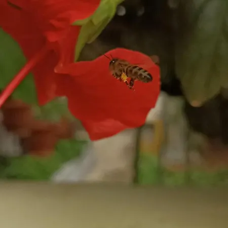 Seaside 2 Apartment Emborios