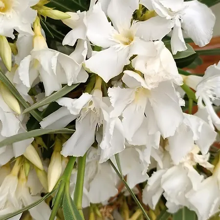 Seaside 2 Apartment Emborios