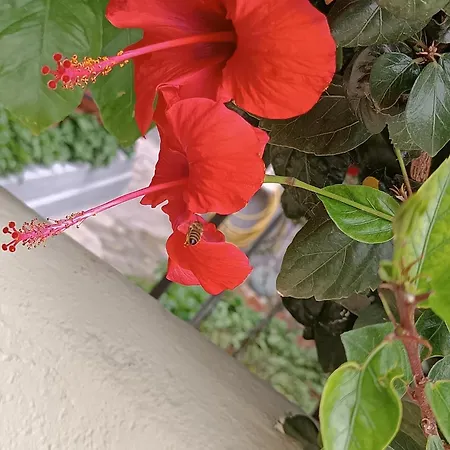 Seaside 2 Apartment Emborios