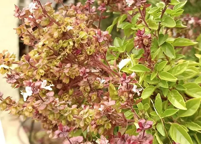 شقة Seaside 2 Emborios