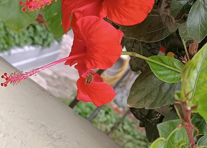 Seaside 2 شقة Emborios